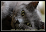 DSC_0311r1C1