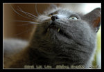 ladies & gentlemen, the VAMPIRE-CAT of the century!