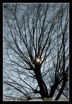 DSC_0455C1