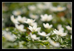 DSC_0875CR1C1
