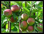 apple farm at kivik ~ i absolutely fell in love with the smell of the place... & their ciders  ;)