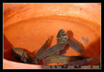 the type of fish they eat @ the floating village