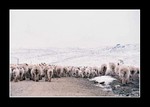 on the way to bayanbulak grassland (巴音布魯克草原)