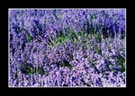 
lavender field