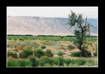 on the way to bayanbulak grassland (巴音布魯克草原)