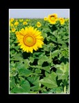 
sunflower field