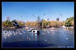 green lake is home to the siberian black-headed gulls, which migrate here during the winter
紅嘴鷗在翠湖越冬