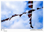 sh_img_7885