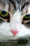 cat107