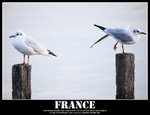IMG_1084 copy