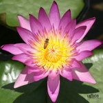  �ӽ��b�b 144a