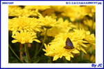  �_�Ϫ᳾�γ��i2004 017