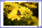  �_�Ϫ᳾�γ��i2004 019