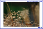  �_�Ϫ᳾�γ��i2004 043
