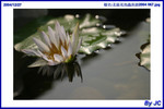  �_�Ϫ᳾�γ��i2004 067