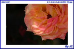  �_�Ϫ᳾�γ��i2004 103