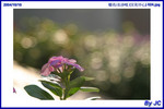 �y�F�C (��Ƥ���) 024
