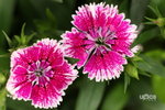  ��c�i2010 062w