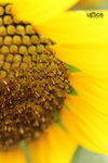  ��c�i2010 079