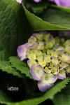  ��c�i2010 093