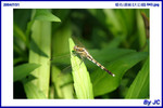  �~�� (�j����) 043