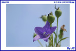  �~�� (���y�c) 036