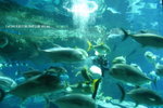 +���v���� 055