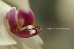 +����i 2006 022