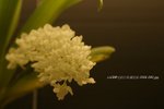 +����i 2006 090