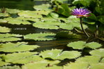 +�V�n (Pandanus Resort Hotel) 079.
