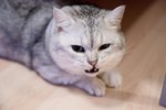 DSC06495_1