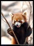 E-P5099141-Redpanda