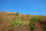 sDSC_8936