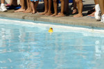 The lead ducky