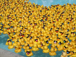 Even more massive amounts of ducks