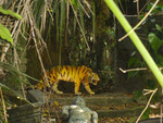 The tiger, from the Jungle Cruise
