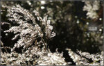DSCF7358R
