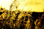 DSCF0490R