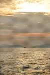 HIN_3866