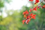 HIN_0470b