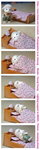 sleeping sheep