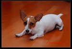 DSC_6304ms