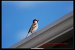 DSC_3574s