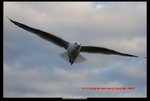 DSC_4349s