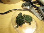 turtle1