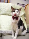 �Ӳ�gif