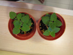 catnip3
