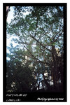 FUJICOLOR 100
