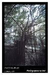 FUJICOLOR 100