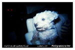 FUJICOLOR SUPERIA 200 2007-08-07